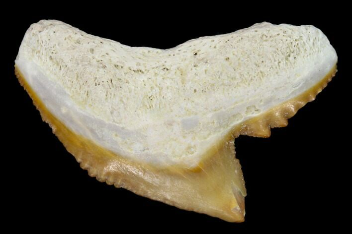 Fossil Tiger Shark Tooth - Bone Valley, Florida #122571